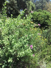 Malacothamnus lucianus