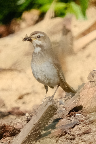 Bluethroat