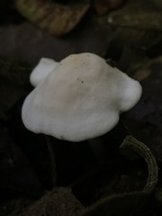 Agaricales
