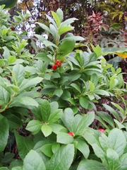 Vaccinium calycinum