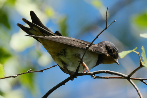 Barn Swallow
