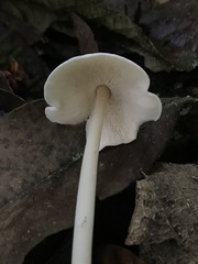 Agaricales