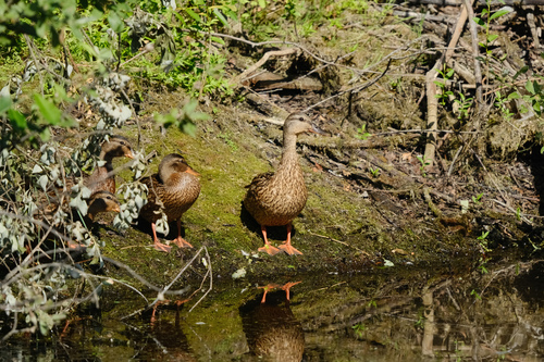 Mallard