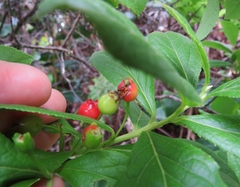 Vaccinium calycinum
