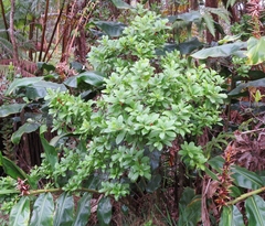Vaccinium calycinum