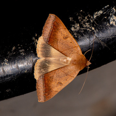 Ophiusa trapezium