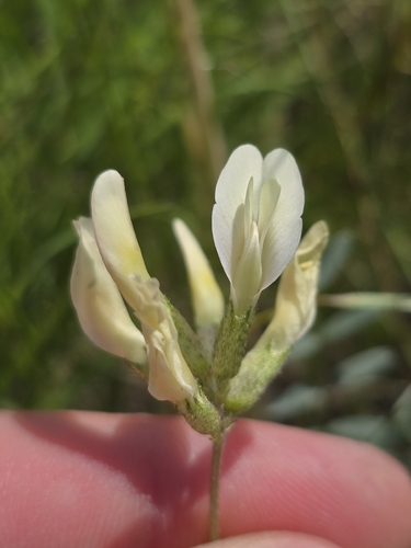Astragalus observed 2026-07-19