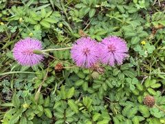 Mimosa strigillosa