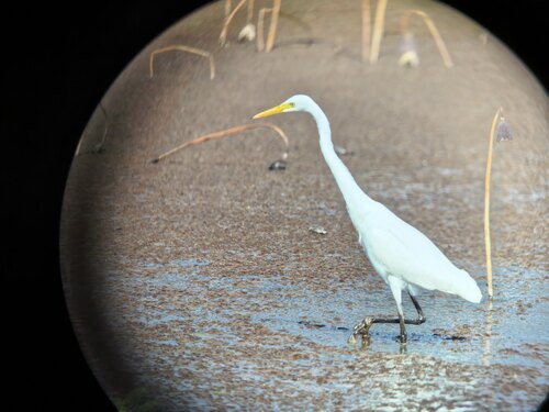 iNaturalist image
