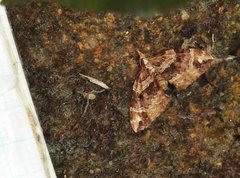 Chaetolopha incurvata