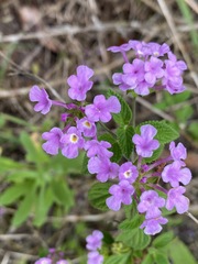 Lantana montevidensis