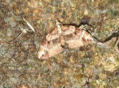 Chaetolopha incurvata