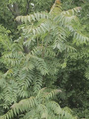 Ailanthus altissima