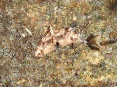 Chaetolopha incurvata