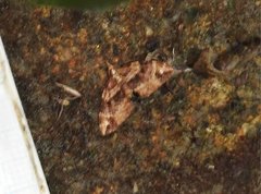 Chaetolopha incurvata