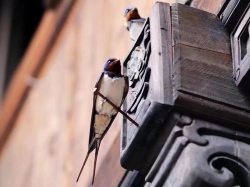 Barn Swallow