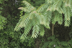 Ailanthus altissima