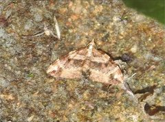 Chaetolopha incurvata