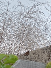 Danaus plexippus