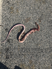 Masticophis flagellum piceus