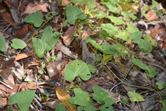 Ipomoea plebeia