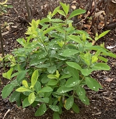 Spiraea virginiana