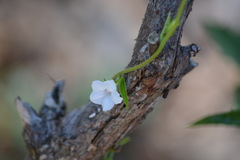 Ipomoea plebeia