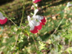 Salvia microphylla microphylla