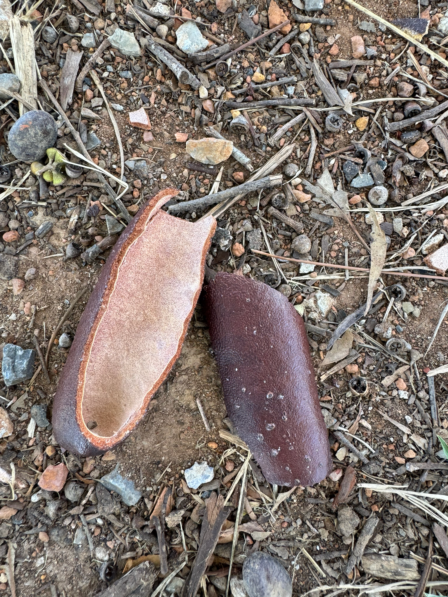 Foto de Hymenaea courbaril L.