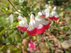 Salvia microphylla microphylla