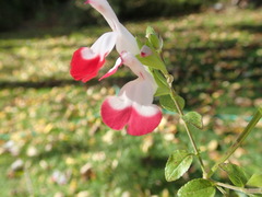 Salvia microphylla microphylla
