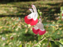 Salvia microphylla microphylla
