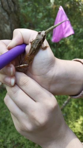 European Common Frog