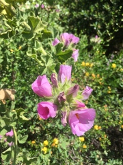 Malacothamnus lucianus