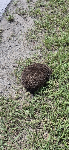 Northern White-breasted Hedgehog, Dominikowice 526, 38-303, Polska, photo 8 of 10