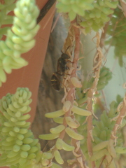 Mischocyttarus pallidipectus