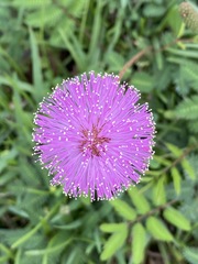 Mimosa strigillosa