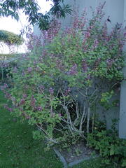 Syncolostemon obermeyerae