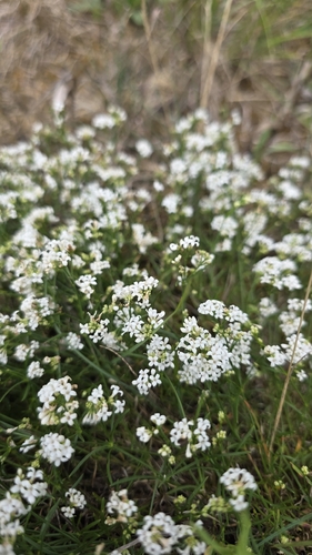 Asperula tinctoria, photograph 1
