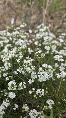 Asperula tinctoria
