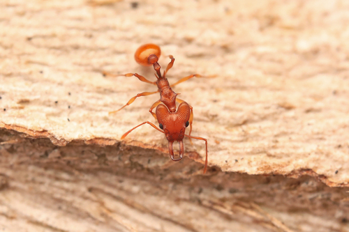 Orectognathus clarki