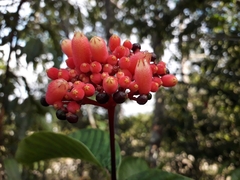 Palicourea nitidella