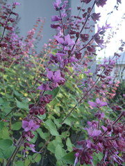 Syncolostemon obermeyerae