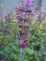 Syncolostemon obermeyerae