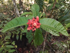 Palicourea nitidella