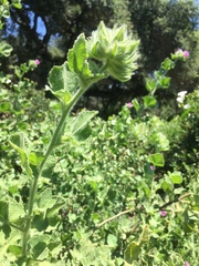 Malacothamnus lucianus