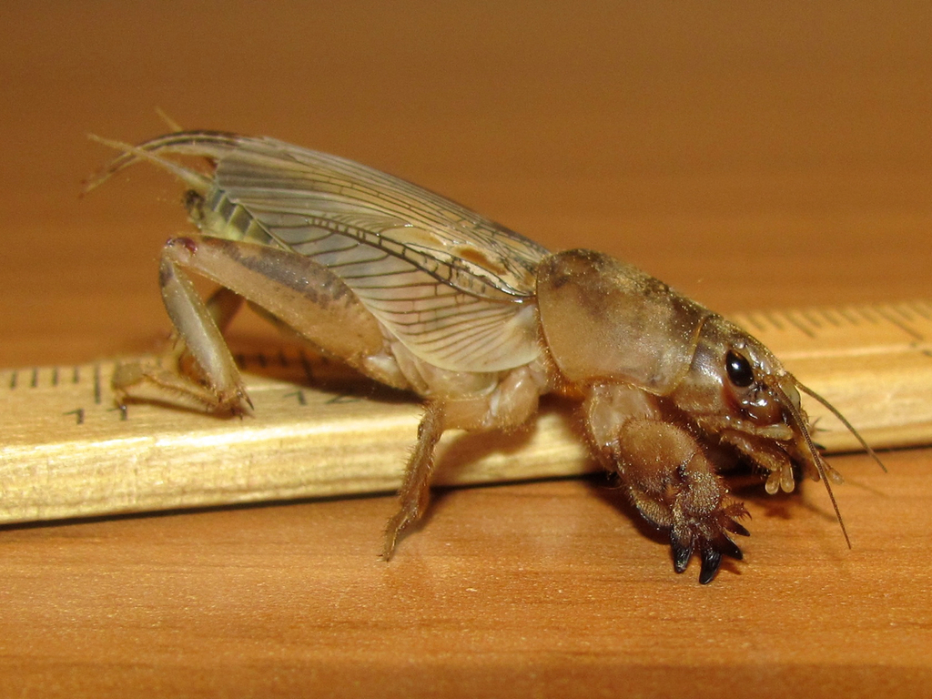 Neoscapteriscus