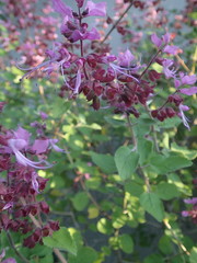 Syncolostemon obermeyerae