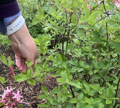 Rhododendron colemanii