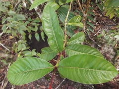 Palicourea nitidella